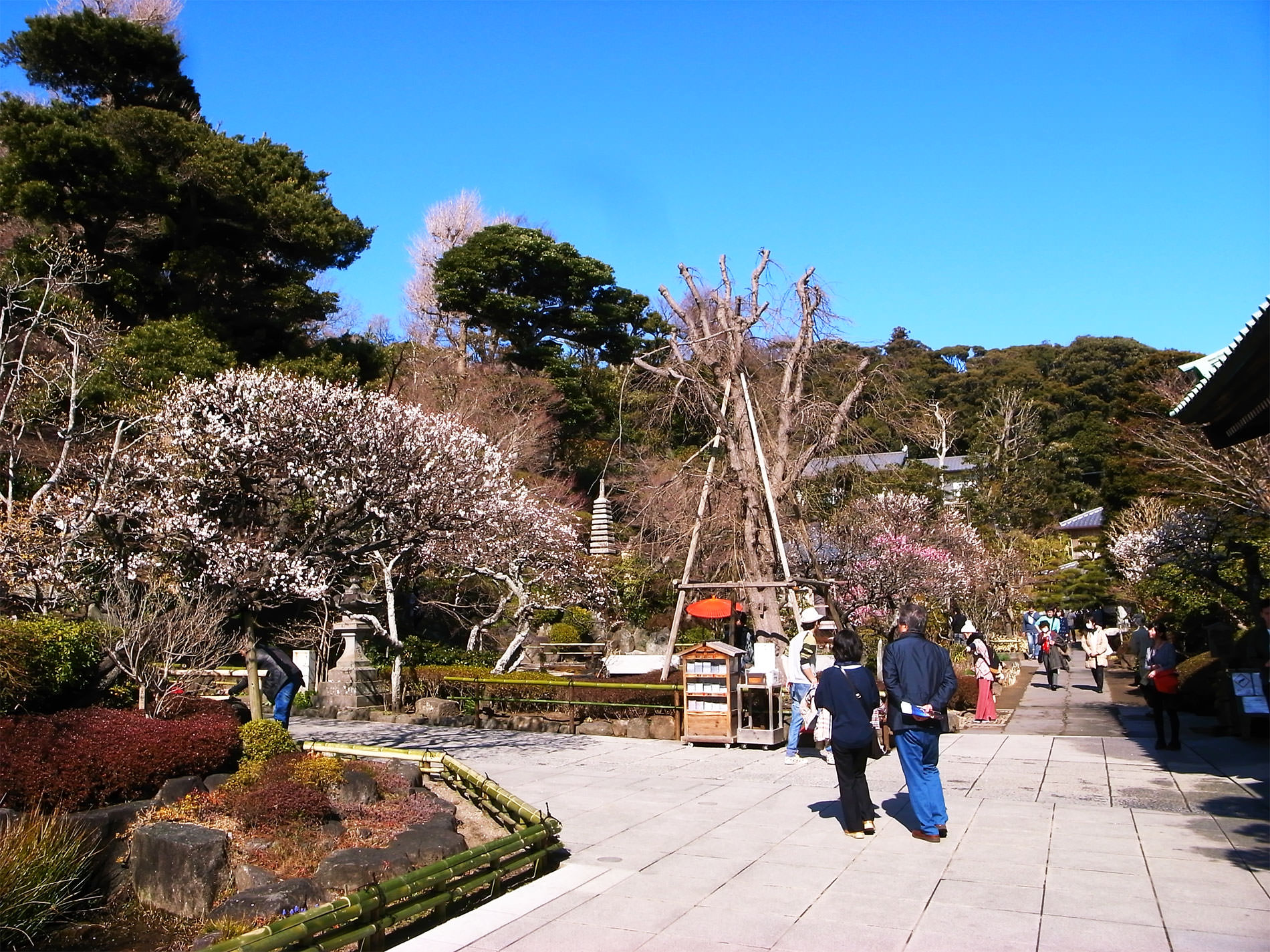 鎌倉散策と梅の花と | Kamakura walking and Ume in 2016