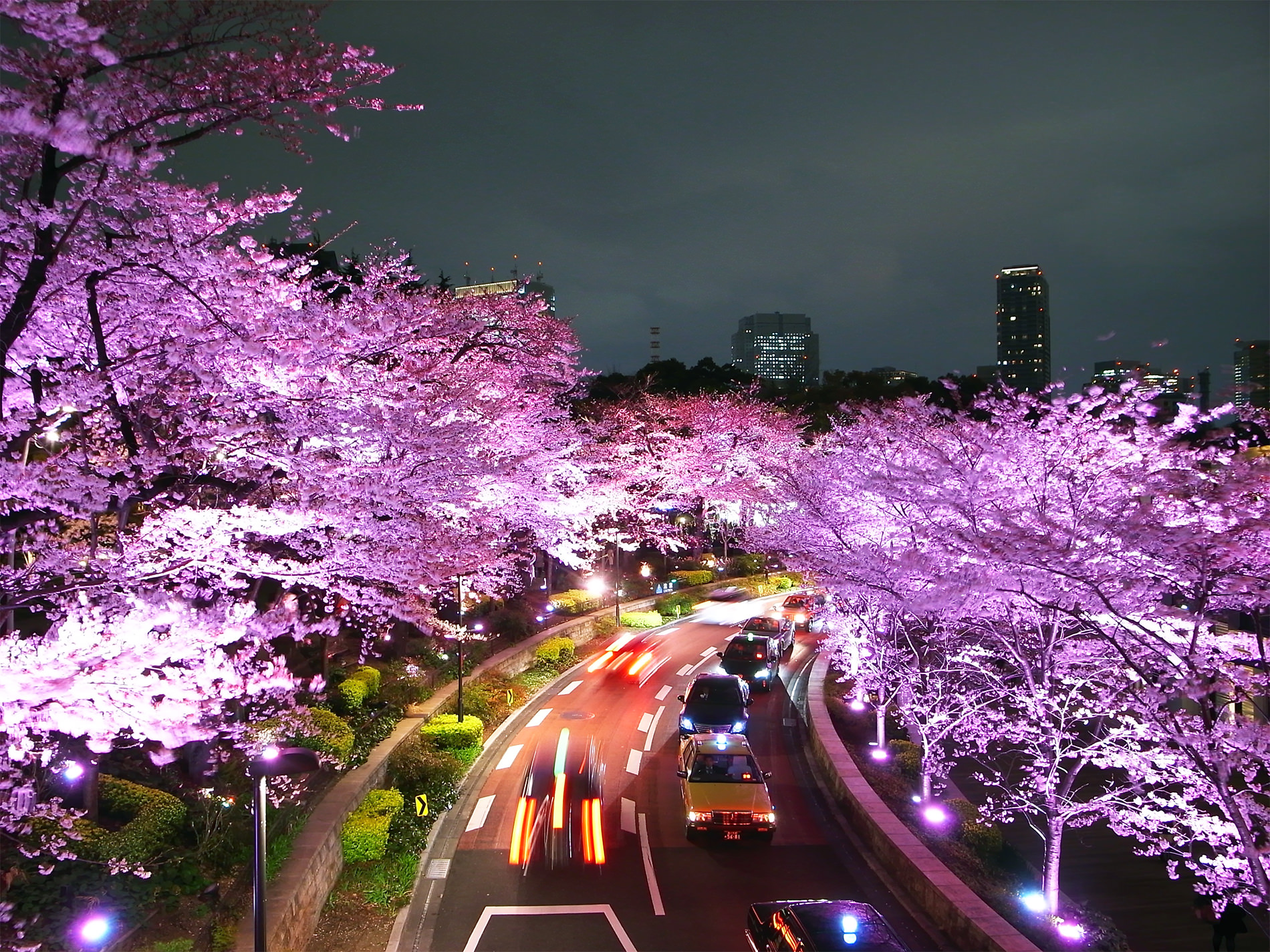 恵比寿たこ公園とミッドタウンのさくらたち | Ebisu tako-park and Tokyo MIDTOWN and cherry blossoms in 2016