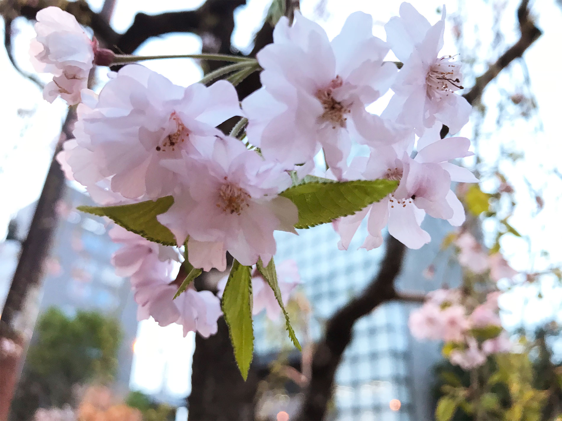 桜 / Cherry Blossoms in Tokyo / 2018