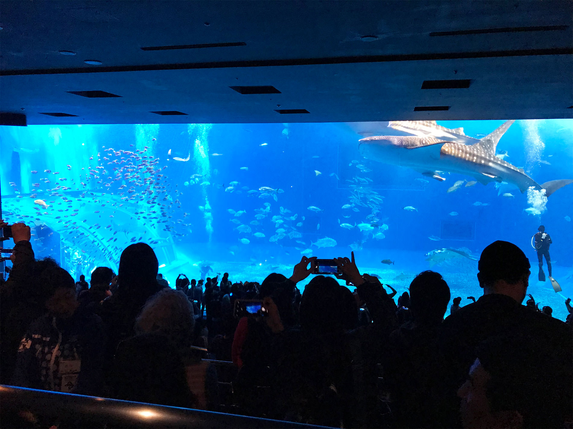 美ら海水族館 / 2018 / Okinawa trip to Okinawa Churaumi Aquarium
