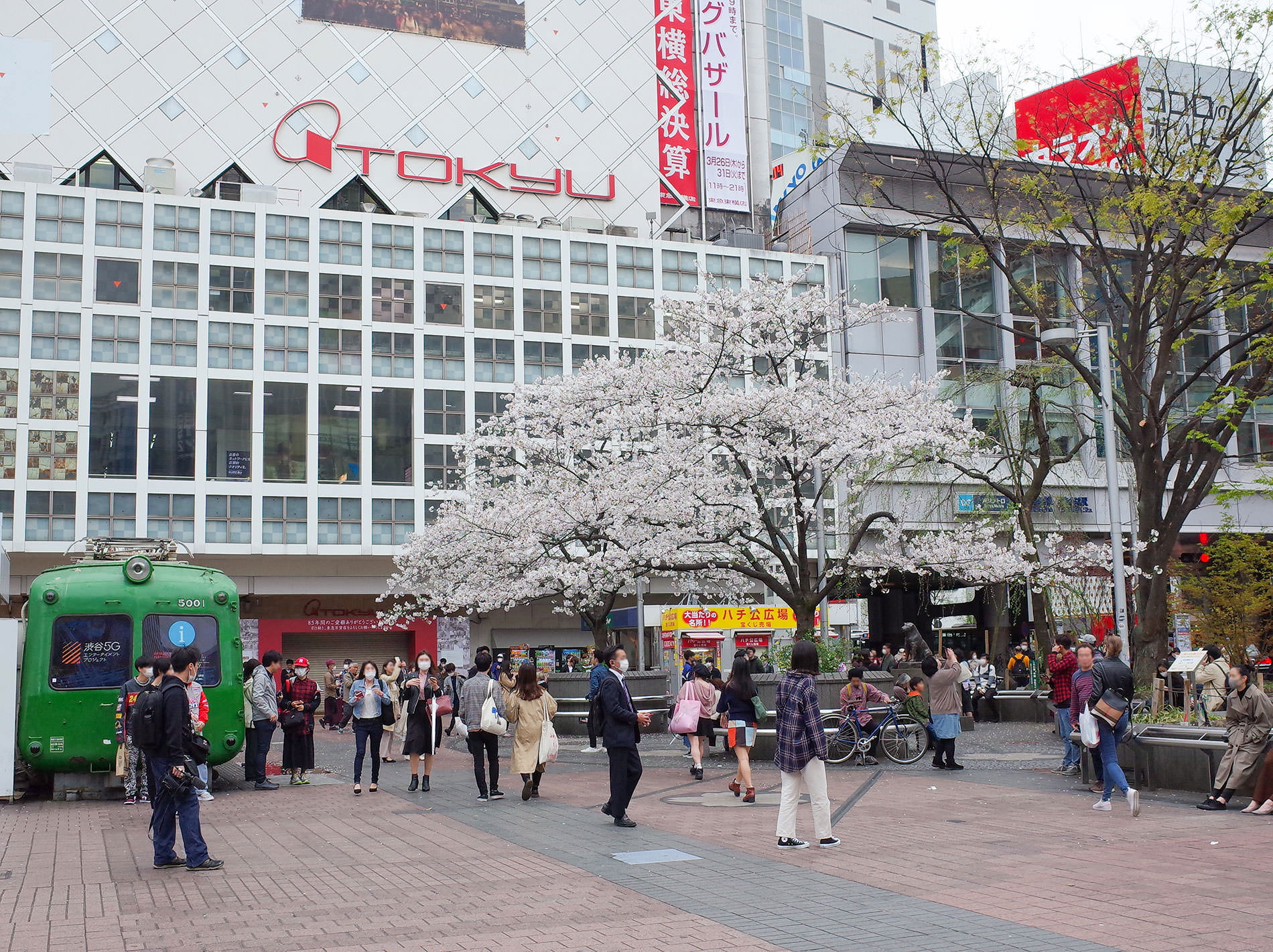 桜 2020 / Cherry Blossom Shibuya Tokyo 2020