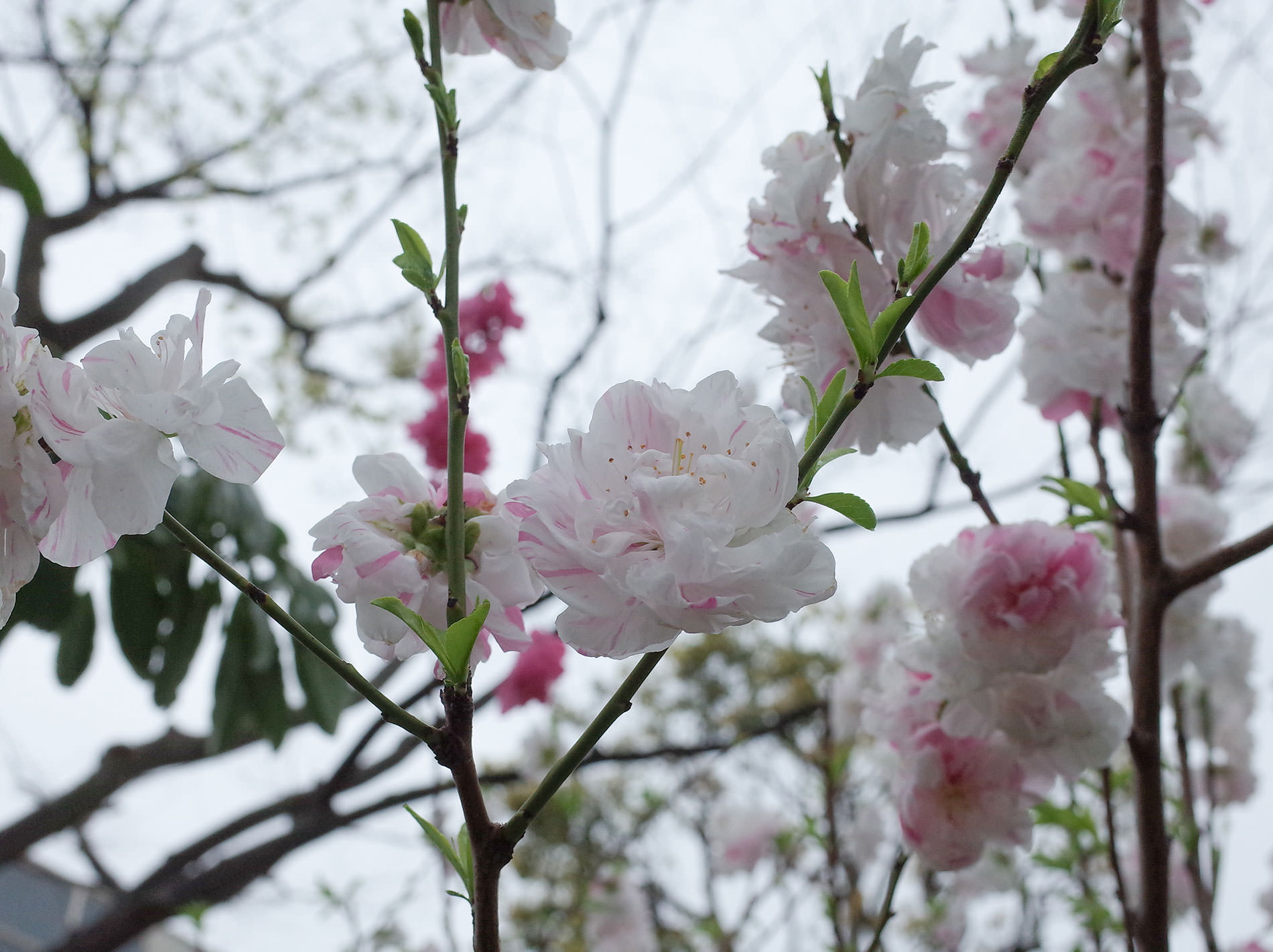 桜 2020 / Cherry Blossom Shibuya Tokyo 2020