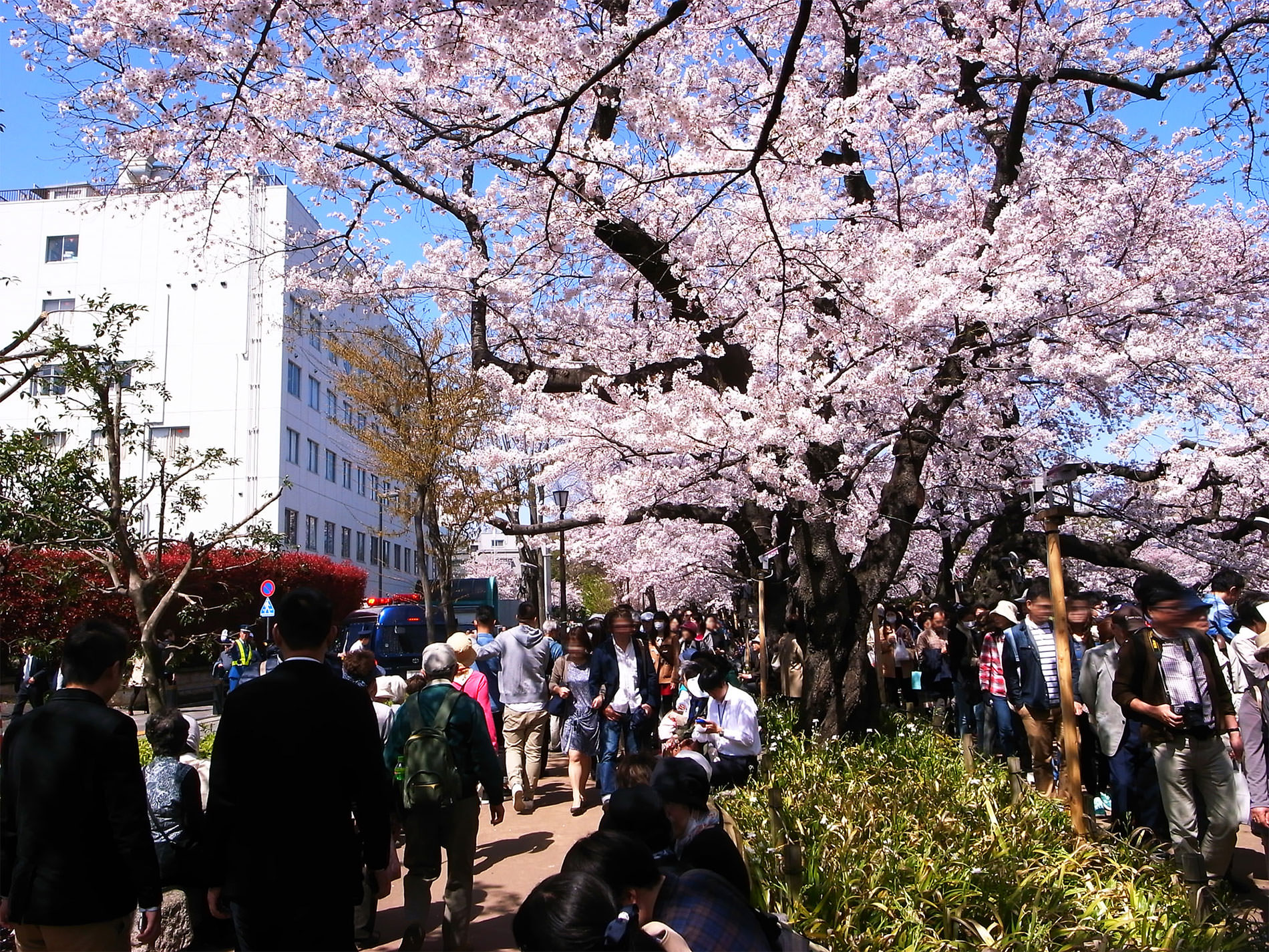 桜_千鳥ヶ淵_2015 | Sakura, Chidorigahuchi, Tokyo in 2015