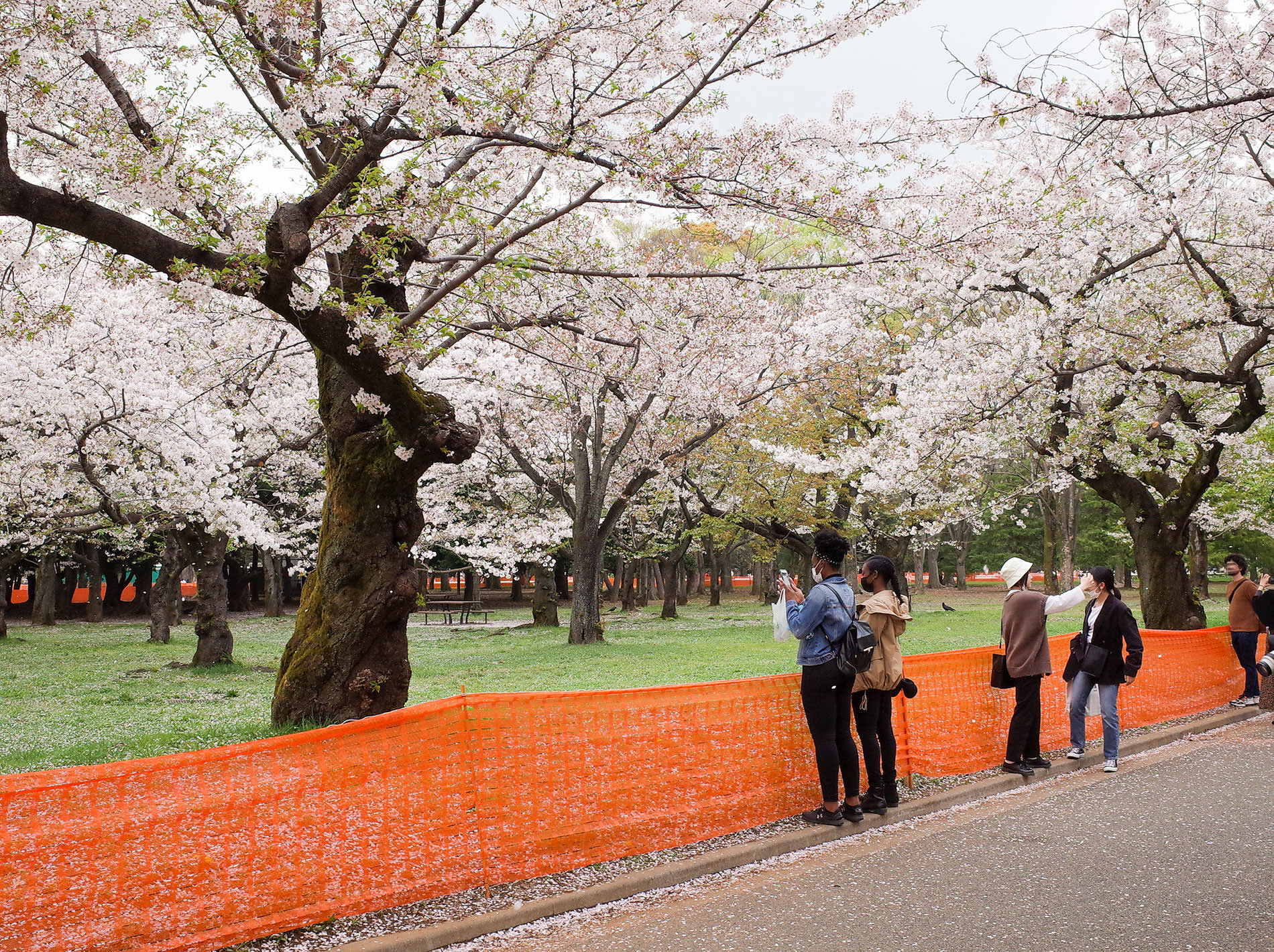 桜とコロナと / 2021 | Sakura and Covid-19 in Tokyo 2021
