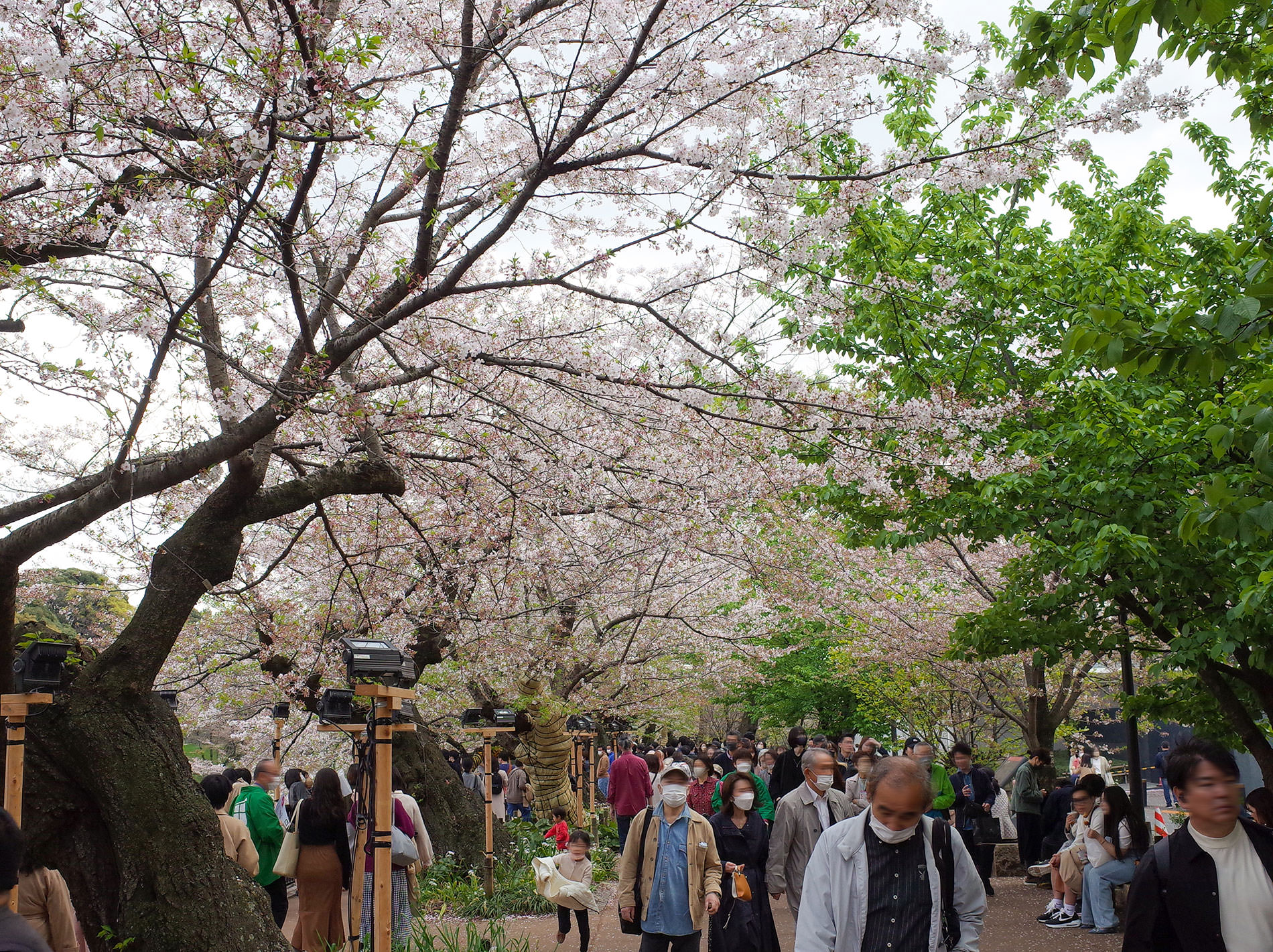 桜 / 2023 | Cherry blossoms / 2023
